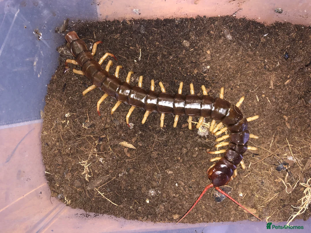 Mixed Breed invertebrates for sale: Various inverts for sale moving house - Advert 4