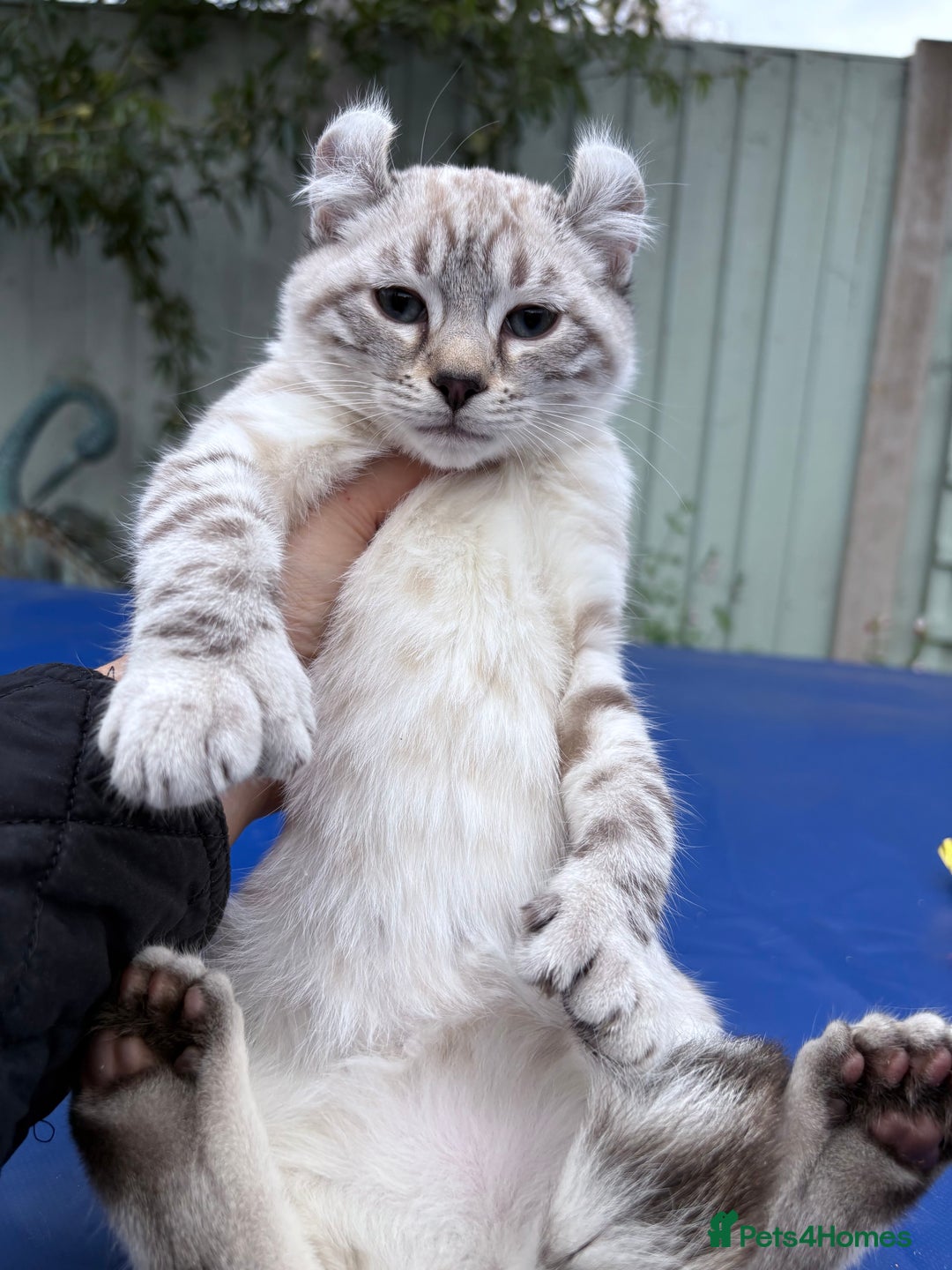 Savannah cats for sale: Breath taking wild looking girl  - Image 33