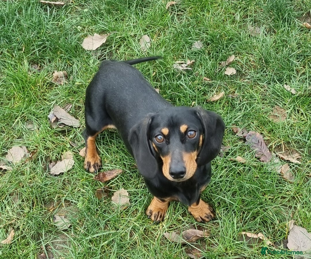 Dachshund dogs for sale: Removing our beautiful little girl  - Advert 1