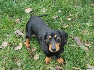 Dachshund dogs Removing our beautiful little girl - Advert 6