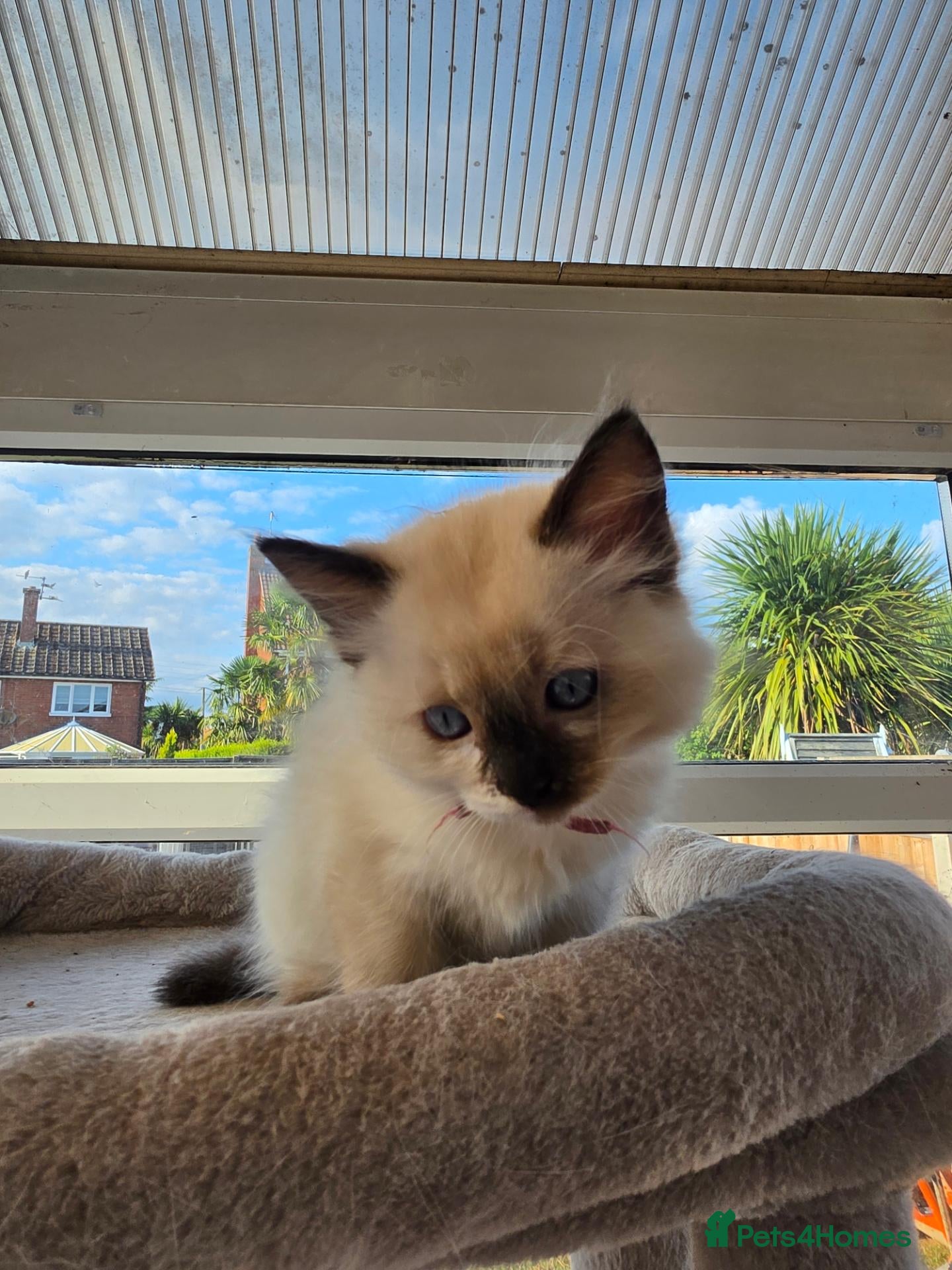 Ragdoll cats TICA/GCCF registered ragdoll kittens - Advert 2
