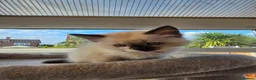 Ragdoll cats for sale: GCCF Reg. Ragdoll kittens. Ready now! - Advert 18