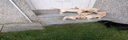 Labrador Retriever dogs for sale: Seven Week old Labrador Pups in Aberdeen - Advert 16