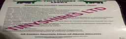 Cockapoo dogs for sale: F1 mini Cockapoos 30 dna health tested various  - Advert 9