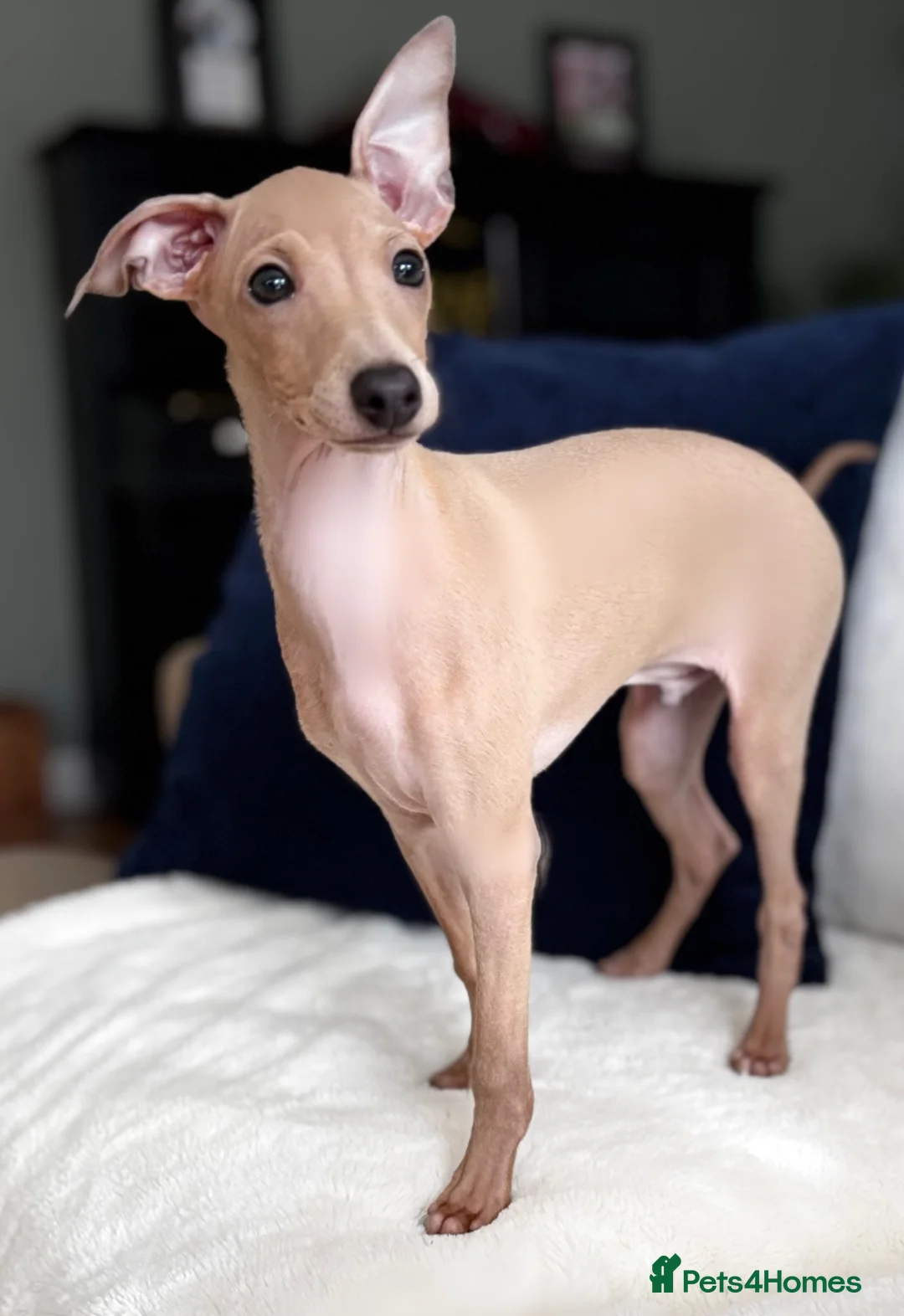 Italian Greyhound dogs for sale: Stunning KC Italian Greyhound Boy Low COI 0.5% - Advert 7