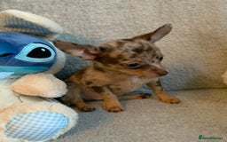 Mixed Breed dogs for sale: Chihuahua x  - Image 28
