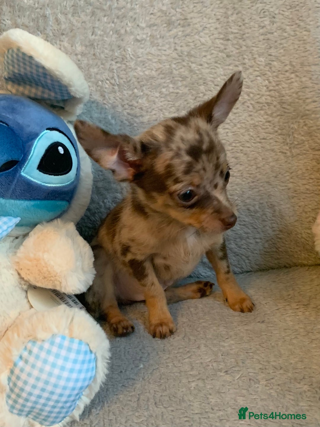 Mixed Breed dogs for sale: Chihuahua x  - Image 28
