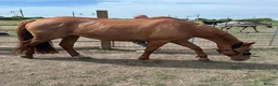 British Warmblood horses for sale: AES Registered warmblood mare  - Advert 3