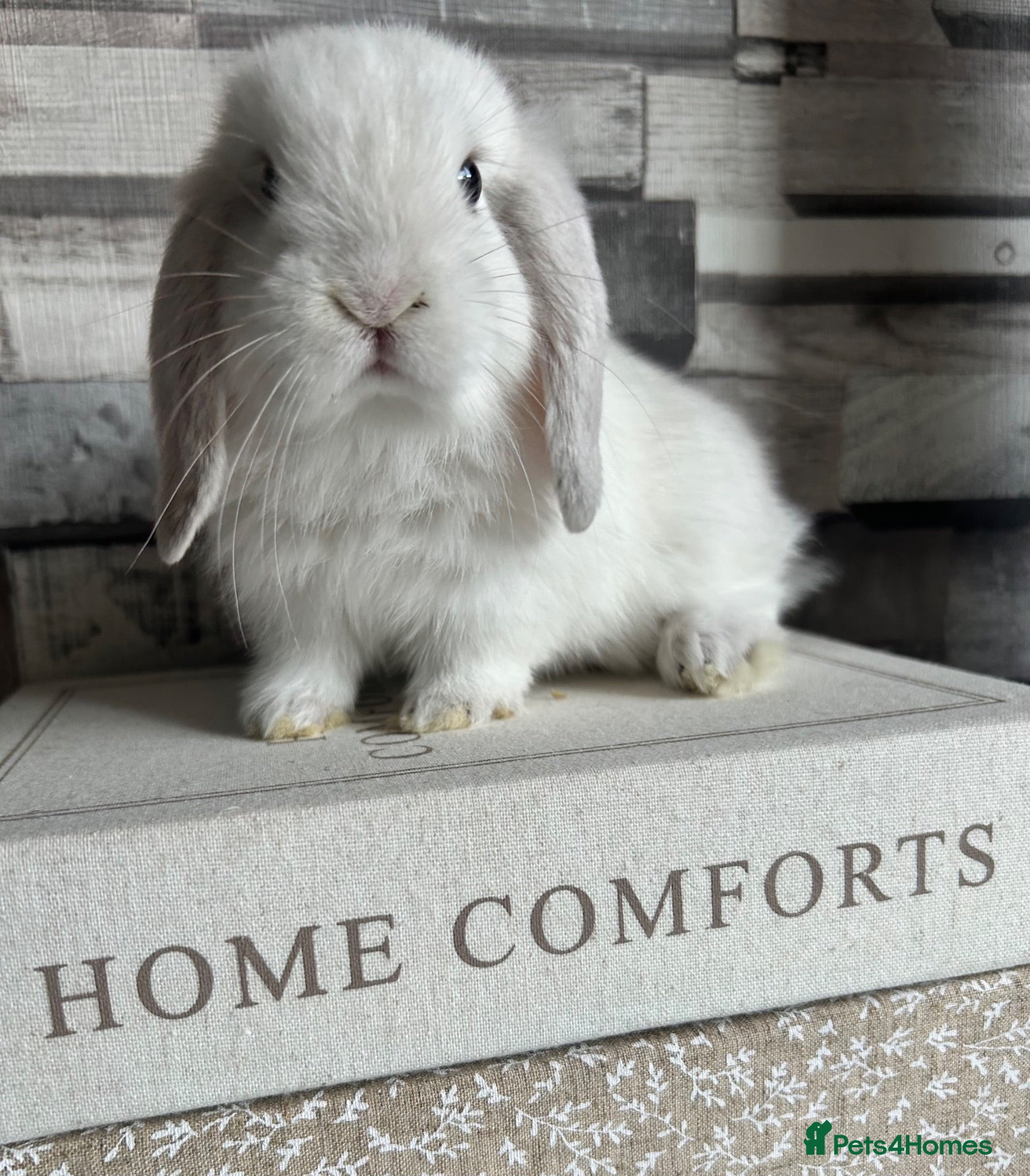 Mini Lop rabbits 🦋 Mini lop Babys 🦋 - Advert 1