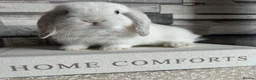 Mini Lop rabbits for sale: 🦋 Mini lop Babys 🦋 - Advert 1