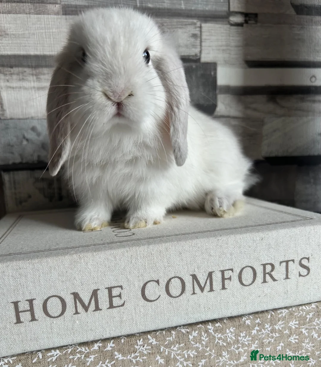Mini Lop rabbits for sale: 🦋 Mini lop Babys 🦋 - Advert 1