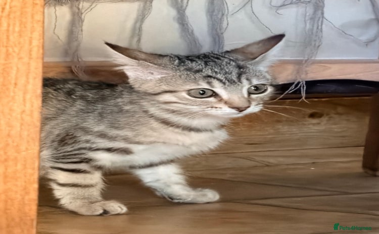 Mixed Breed cats Beautiful Kittens for sale  - Advert 6