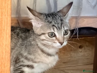 Mixed Breed cats Beautiful Kittens for sale - Advert 8