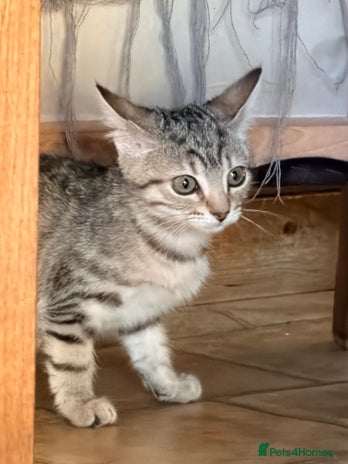 Mixed Breed cats Beautiful Kittens for sale - Advert 6