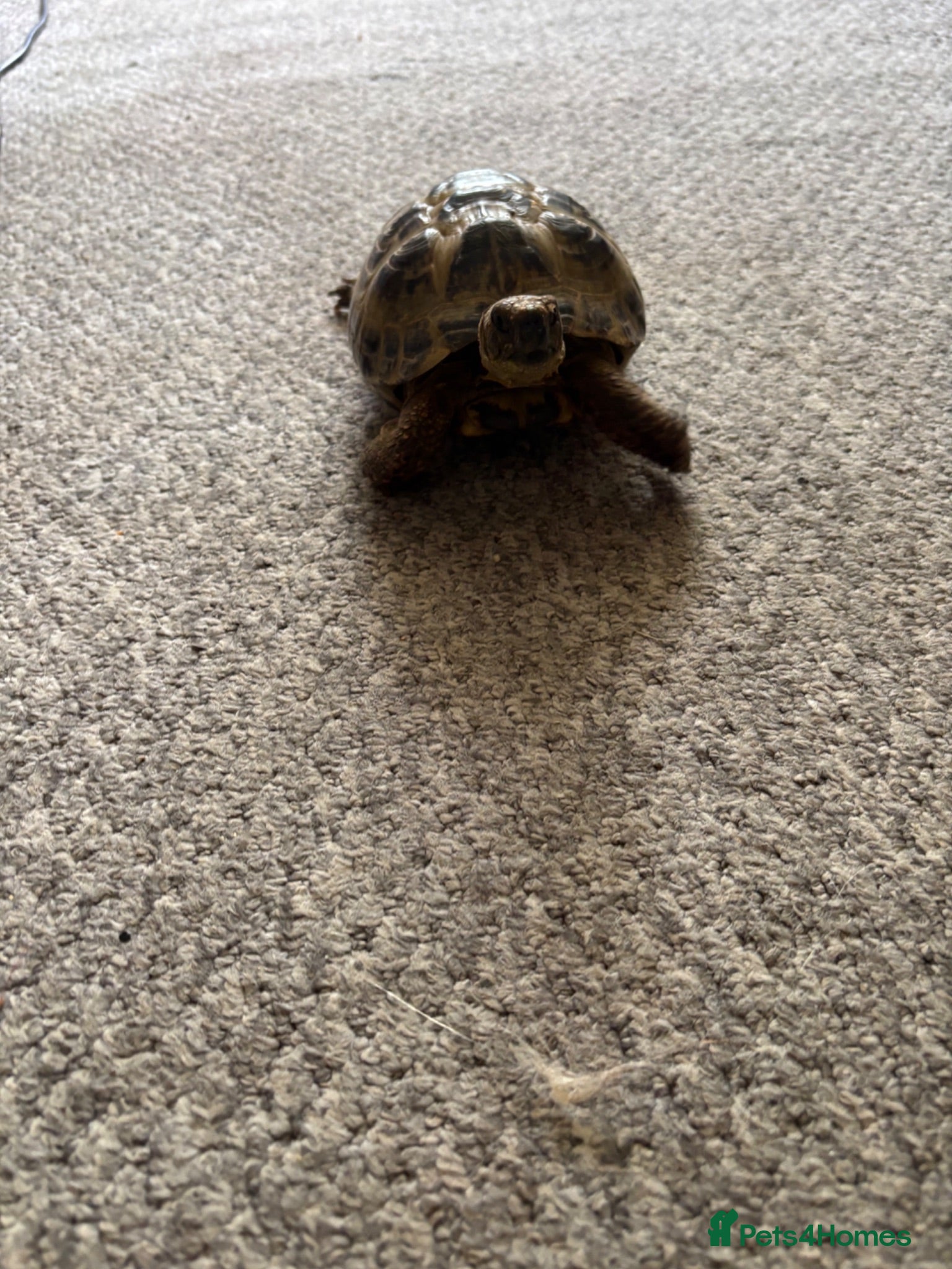 Tortoise reptiles Horsfield tortoises  - Advert 1