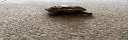 Tortoise reptiles for sale: Horsfield tortoises  - Advert 1