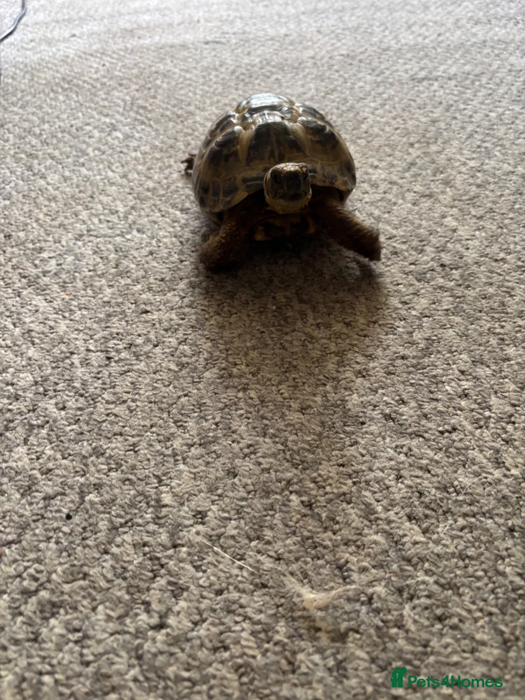 Tortoise reptiles for sale: Horsfield tortoises  - Advert 1