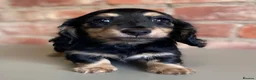 Miniature Dachshund dogs for sale: Exceptional KC Registered Miniature Dachshunds  - Advert 9