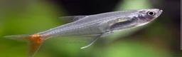 Danios fish for sale: Assorted Danios and other fish available - Advert 4