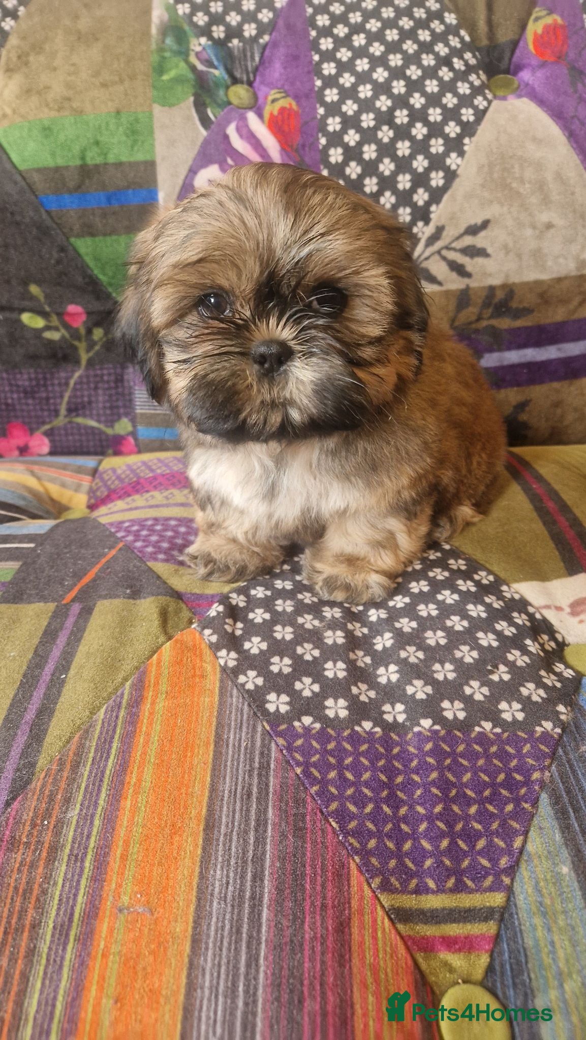 Shih Tzu dogs Shih-tzu pedigree puppies - Advert 1