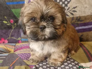 Shih Tzu dogs Shih-tzu pedigree puppies - Advert 1