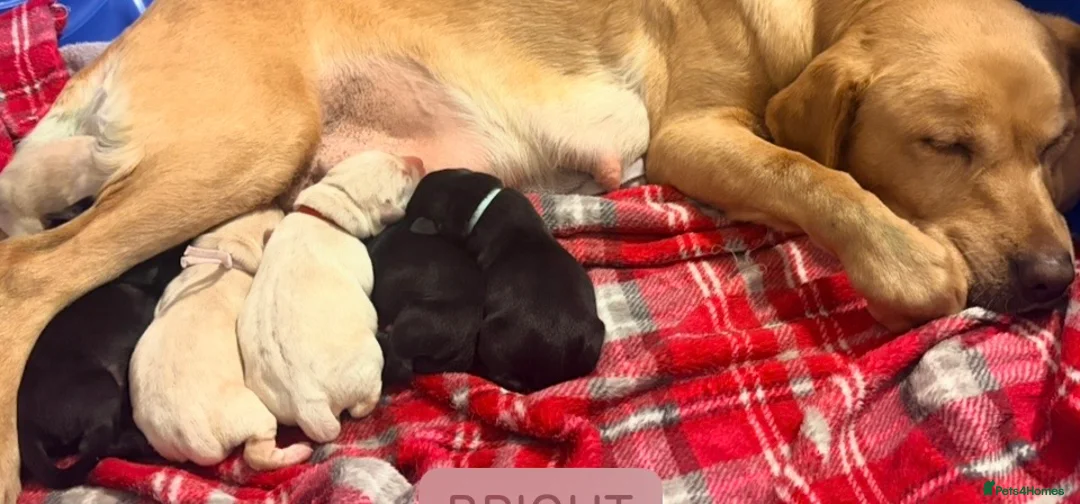 Labrador Retriever dogs for sale: 2 Labrador puppies ready now in Bournemouth - Advert 2