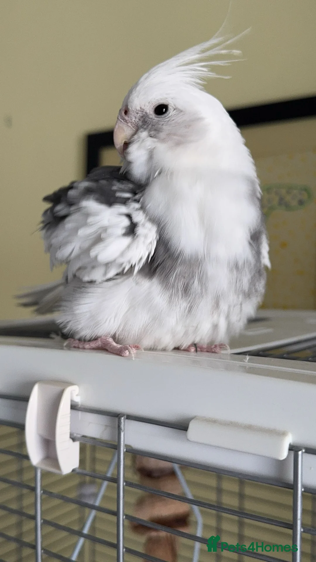 Cockatiels birds for sale: Cockatiel for sale  - Advert 3