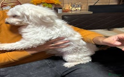 Bichon Frise dogs for adoption: Meet PACO - a Lovely little boy, for a Loving Home - Image 3