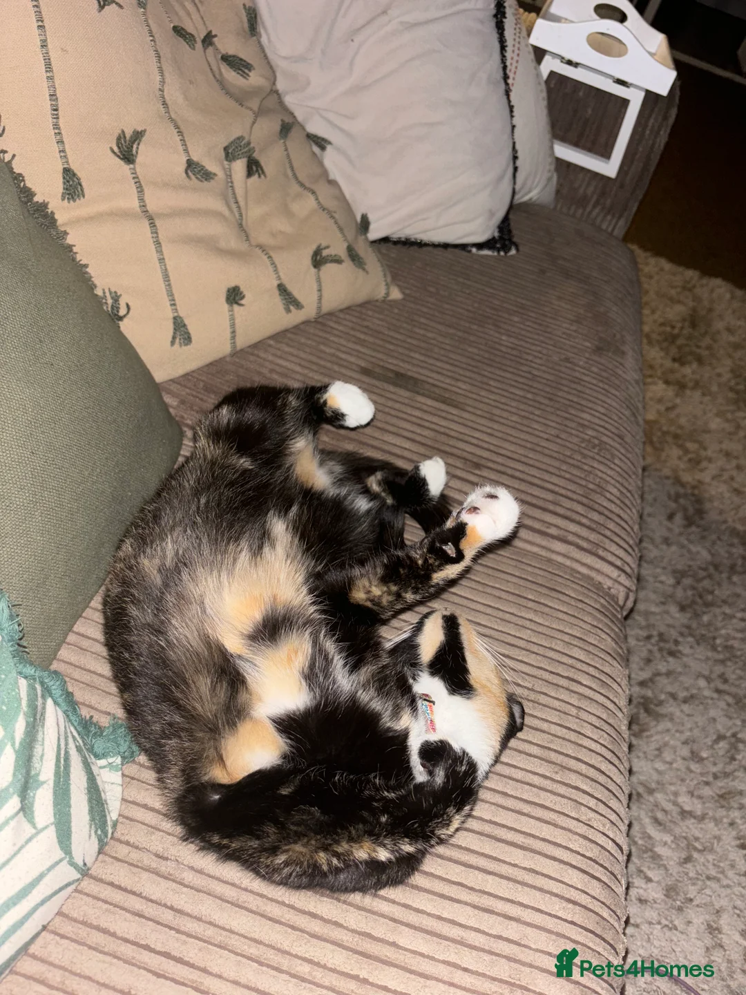 Mixed Breed cats for sale: 2 year old female cat for rehome - Advert 4