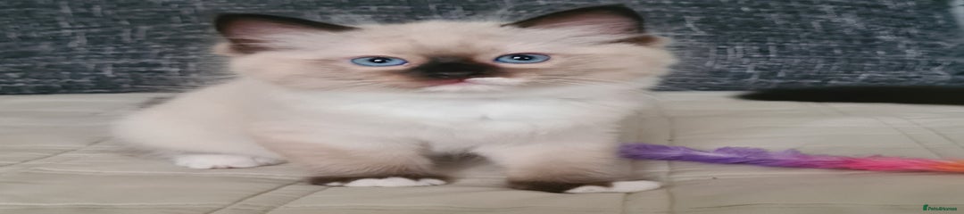Ragdoll Kitten 1