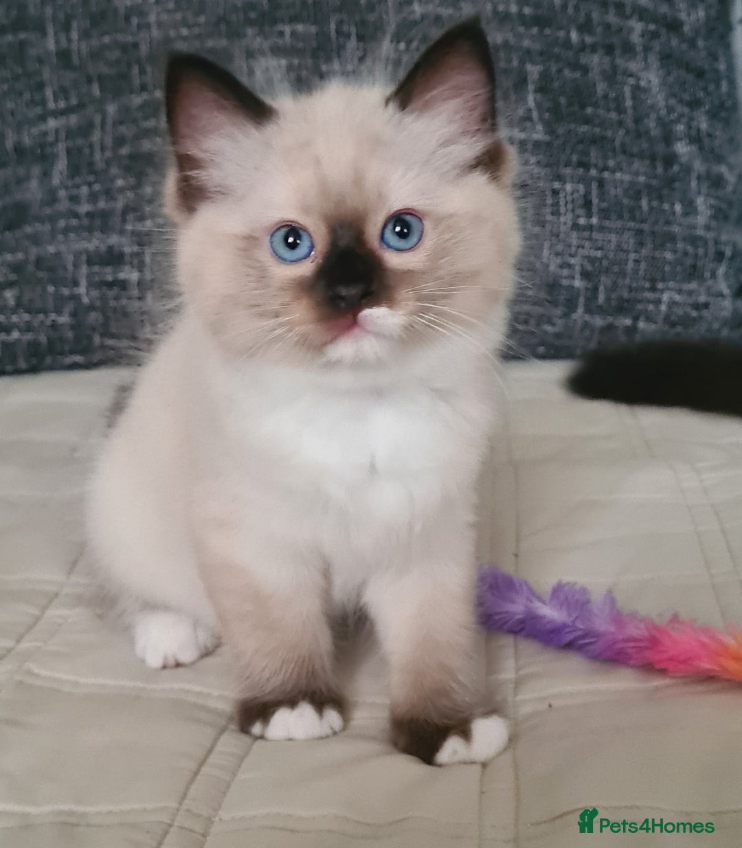 Ragdoll cats for sale: Adorable Ragdoll Kittens Ready for Forever Homes - Image 5