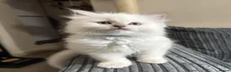 Ragdoll cats for sale: 🐾 TICA registered Ragdoll Kittens 🐾 in Dewsbury - Advert 14
