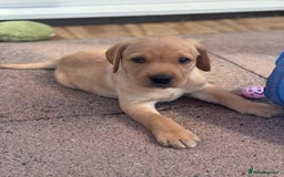 Labrador Retriever dogs for sale: KC Registered fully health tested working labrador - Image 9