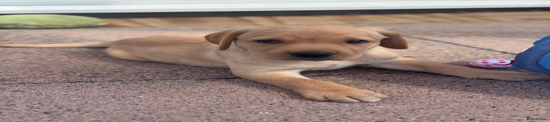 Labrador Retriever Puppy 1