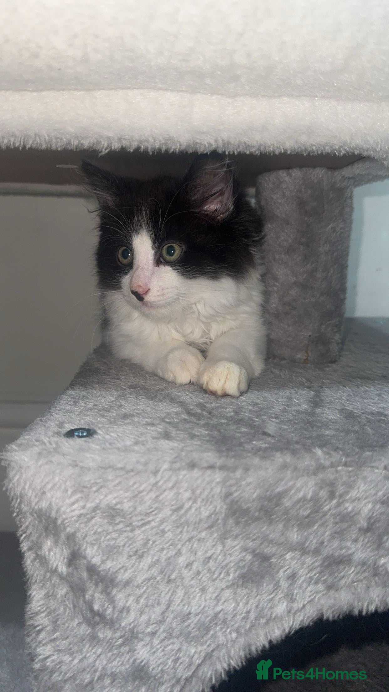 Domestic Shorthair cats for sale: 2 boys and 2 girl kittens - Advert 13