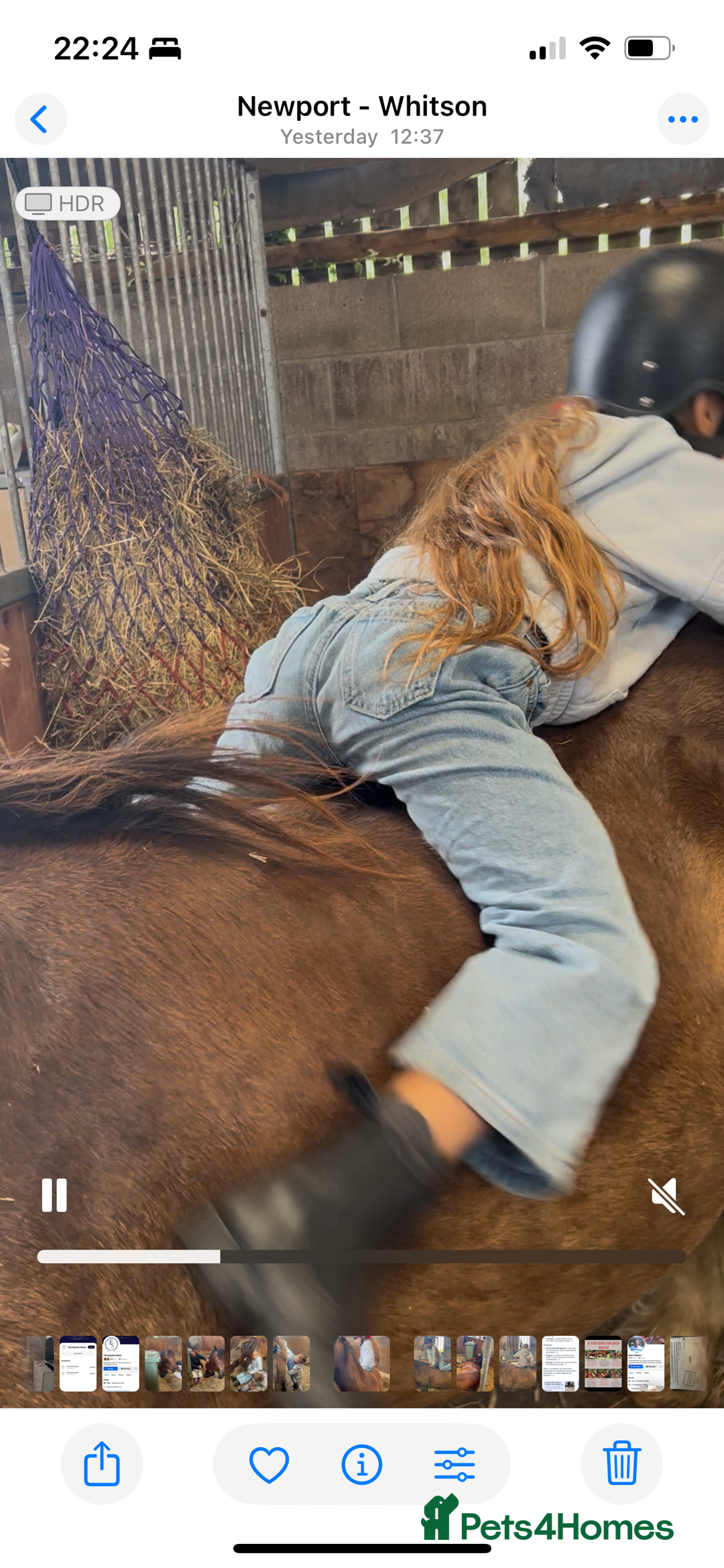 Irish Cob horses for sale: Very soft boy  - Image 11
