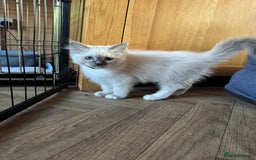 Ragdoll cats for sale: Beautiful  Blue point Mitted Ragdolls  - Image 15