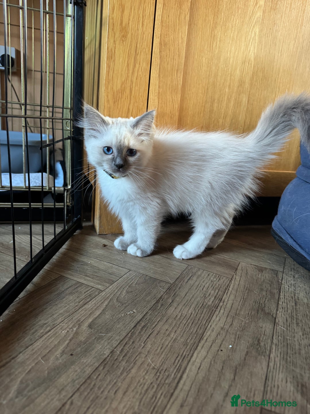 Ragdoll cats for sale: Beautiful  Blue point Mitted Ragdolls  - Image 15