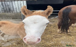 American Quarter horses for sale: GI Wimpys lil Crome  - Image 4
