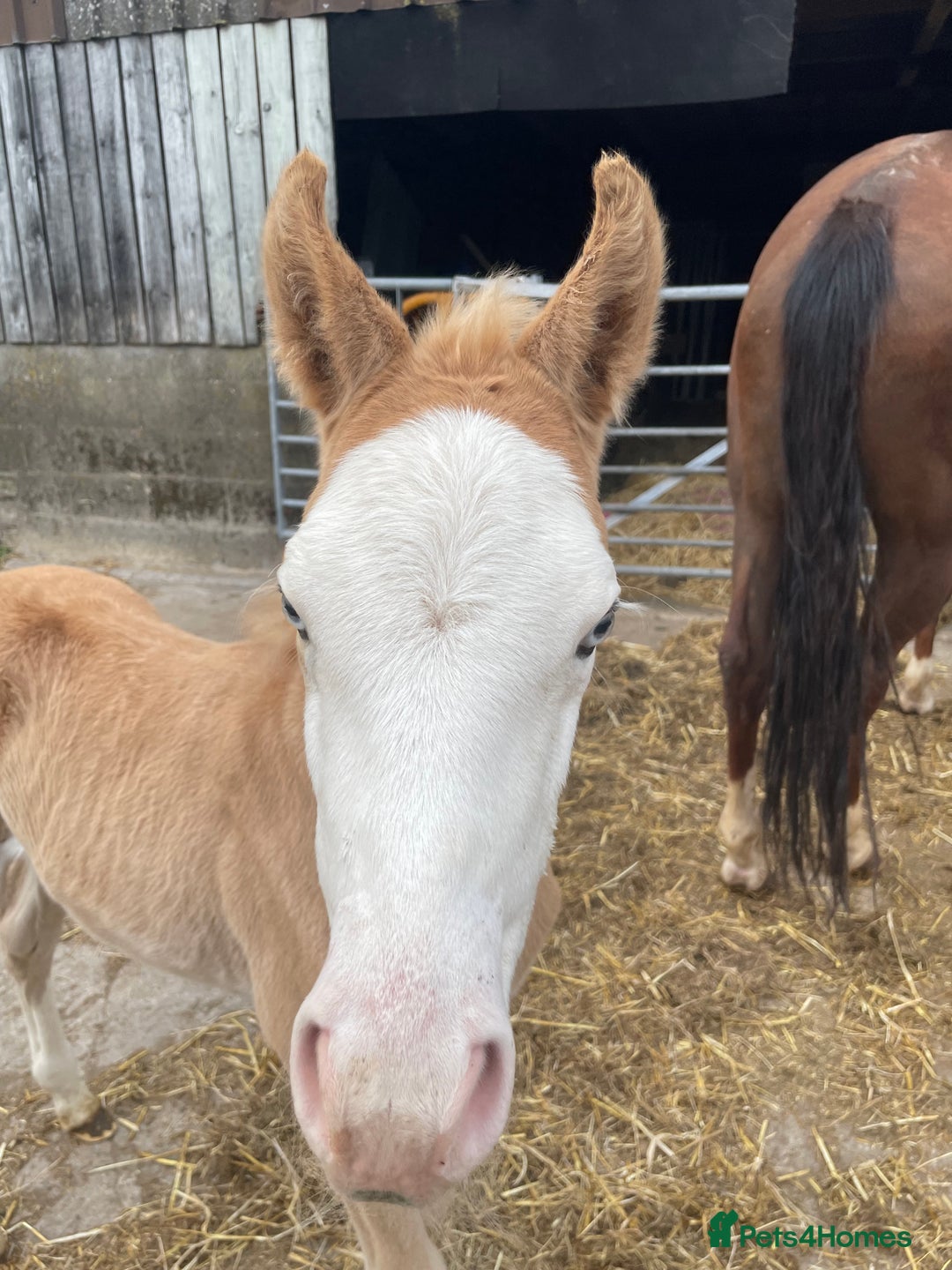 American Quarter horses for sale: GI Wimpys lil Crome  - Image 4