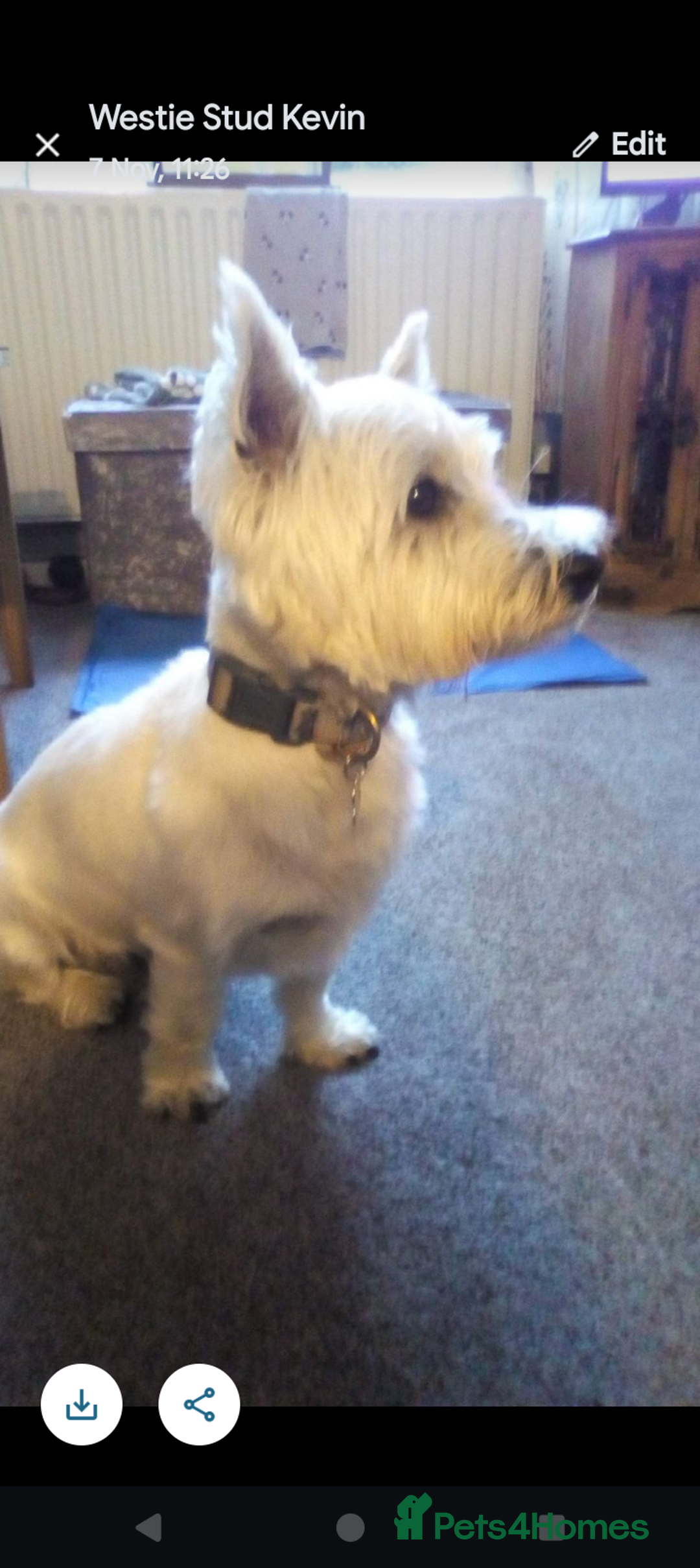 West Highland Terrier dogs for sale: Westie boy and girls - Image 7
