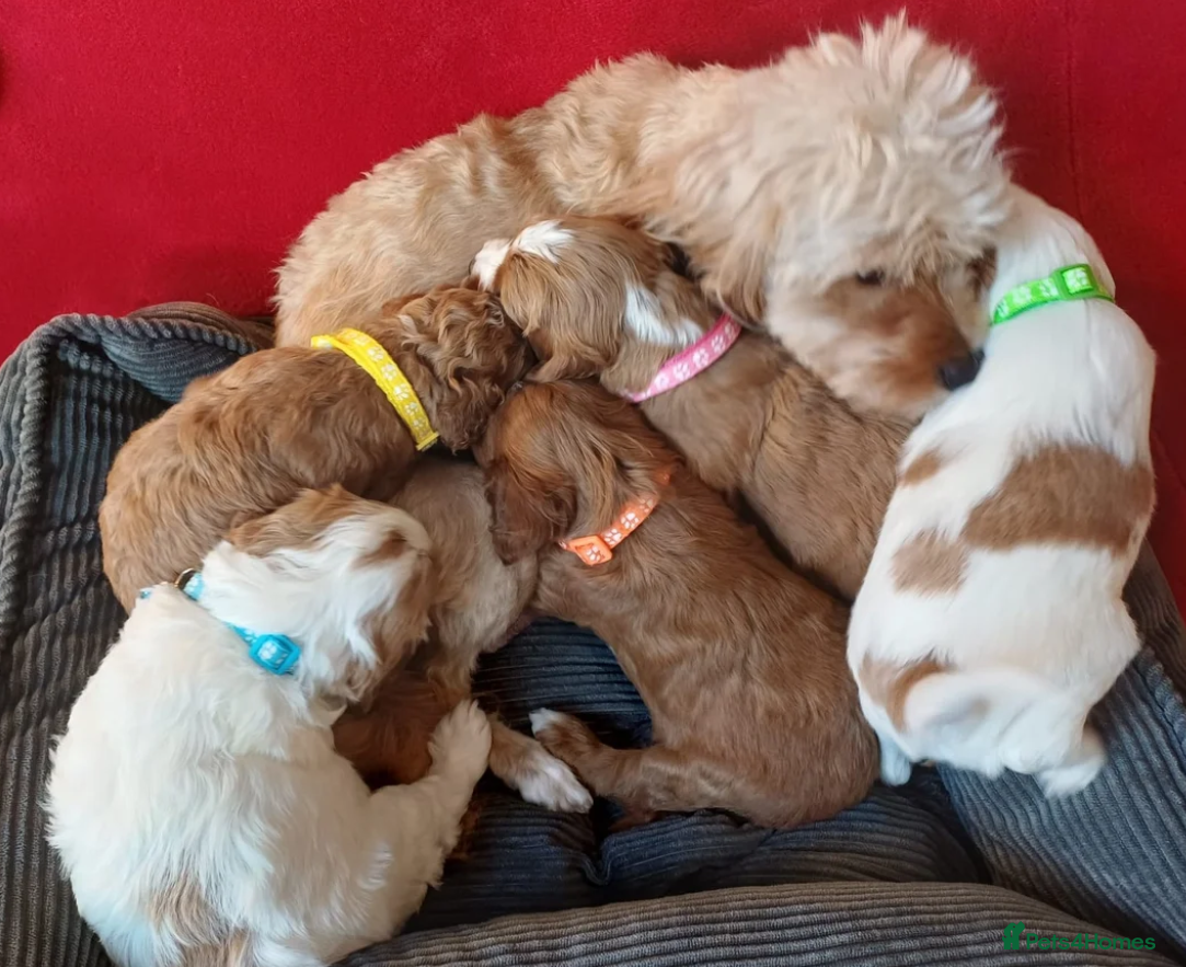 Cavapoo dogs Beautiful Cavapoo Puppies Looking for Loving Homes - Advert 4