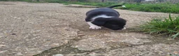 Border Collie dogs for sale: Working collie pups in Market Rasen - Advert 5