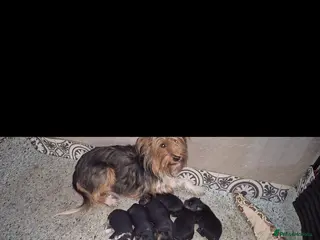Mixed Breed dogs Yorkshire terrier mix brider - Advert 1
