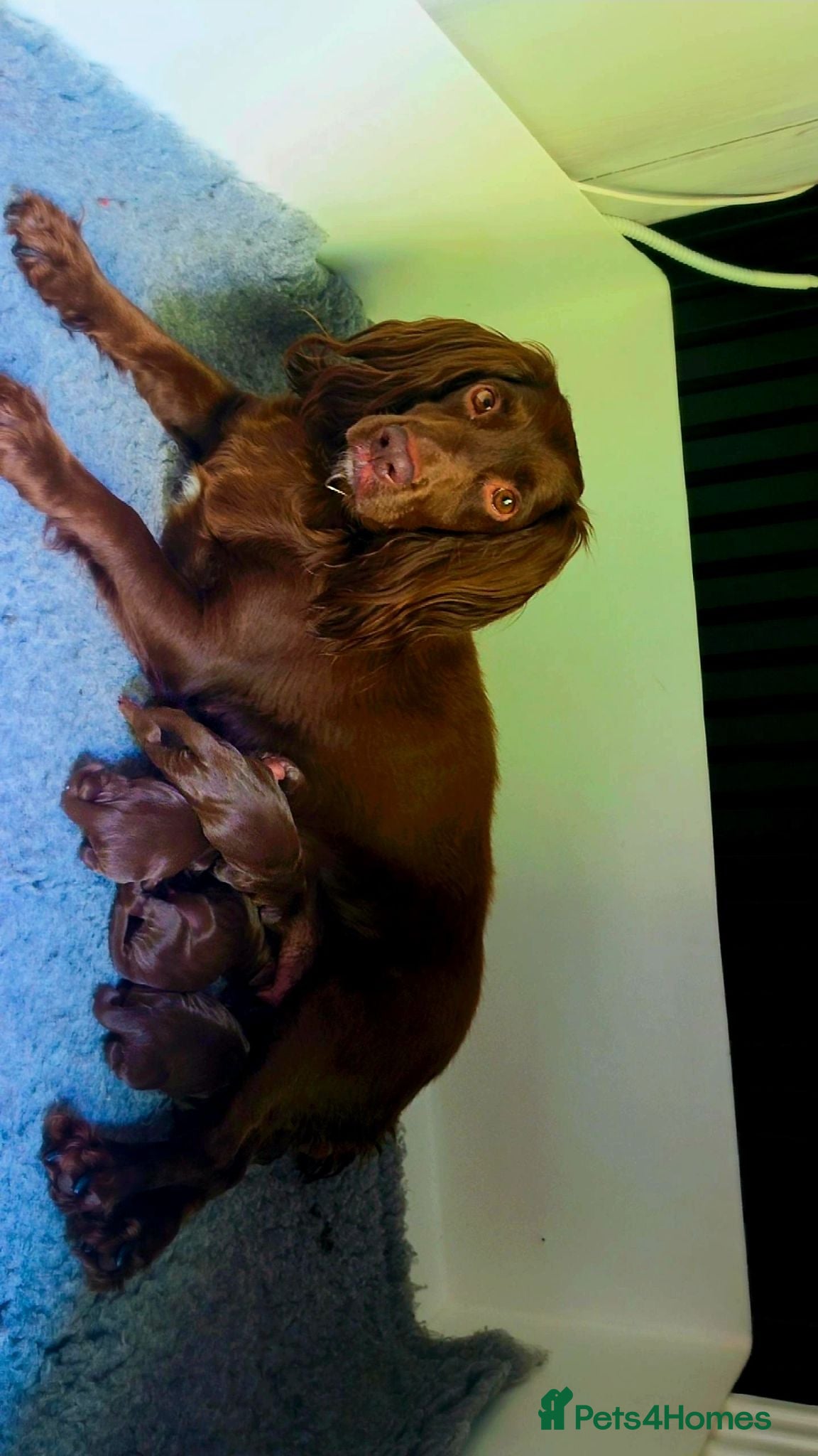 Cocker Spaniel dogs  Working Chocolate spaniels babies - Advert 5