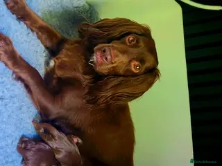 Cocker Spaniel dogs KC REG Working Chocolate spaniels babies - Advert 1