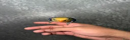 Lovebirds birds for sale: Baby lovebirds - Advert 6