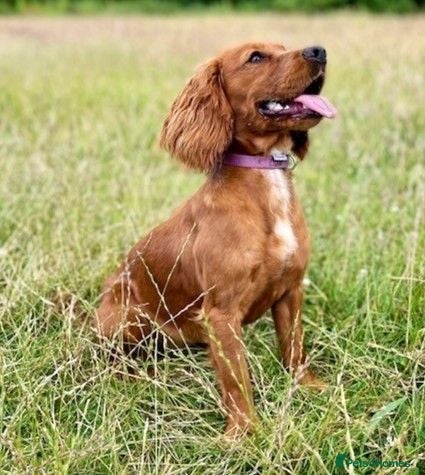 Cockapoo dogs Adorable Cockerpoos Pedigree Health Tested Parents - Advert 1