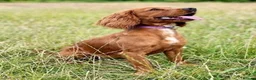 Cockapoo dogs for sale: Adorable Cockerpoos Pedigree Health Tested Parents in Prescot - Advert 1