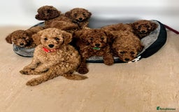 Miniature Poodle dogs for sale: MINIATURE POODLE PUPPIES.   - Advert 1